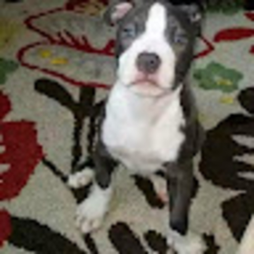 Meet your Posher, Sardou